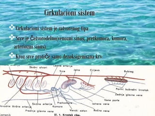 Cirkulacioni sistemCirkulacioni sistem
Cirkulacioni sistem je zatvorenog tipaCirkulacioni sistem je zatvorenog tipa
Srce je etvorodelno(venozni sinus, pretkomora, komora,čSrce je etvorodelno(venozni sinus, pretkomora, komora,č
arteriozni sinus)arteriozni sinus)
Kroz srce proti e samo dezoksigenisana krvčKroz srce proti e samo dezoksigenisana krvč
 