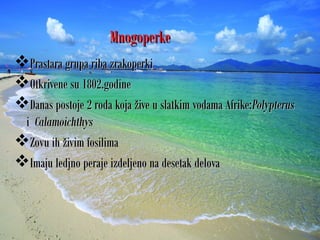 MnogoperkeMnogoperke
Prastara grupa riba zrakoperkiPrastara grupa riba zrakoperki
Otkrivene su 1802.godineOtkrivene su 1802.godine
Danas postoje 2 roda koja žive u slatkim vodama Afrike:Danas postoje 2 roda koja žive u slatkim vodama Afrike:PolypterusPolypterus
ii CalamoichthysCalamoichthys
Zovu ih živim fosilimaZovu ih živim fosilima
Imaju ledjno peraje izdeljeno na desetak delovaImaju ledjno peraje izdeljeno na desetak delova
 