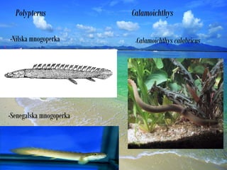 Polypterus
-Nilska mnogoperka
-Senegalska mnogoperka
Calamoichthys
-Calamoichthys calabricus
 