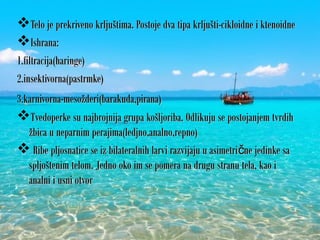 Telo je prekriveno krljuštima. Postoje dva tipa krljušti-cikloidne i ktenoidneTelo je prekriveno krljuštima. Postoje dva tipa krljušti-cikloidne i ktenoidne
Ishrana:Ishrana:
1.filtracija(haringe)1.filtracija(haringe)
2.insektivorna(pastrmke)2.insektivorna(pastrmke)
3.karnivorna-mesožderi(barakuda,pirana)3.karnivorna-mesožderi(barakuda,pirana)
Tvedoperke su najbrojnija grupa košljoriba. Odlikuju se postojanjem tvrdihTvedoperke su najbrojnija grupa košljoriba. Odlikuju se postojanjem tvrdih
žbica u neparnim perajima(ledjno,analno,repno)žbica u neparnim perajima(ledjno,analno,repno)
 Ribe pljosnatice se iz bilateralnih larvi razvijaju u asimetri ne jedinke sačRibe pljosnatice se iz bilateralnih larvi razvijaju u asimetri ne jedinke sač
spljoštenim telom. Jedno oko im se pomera na drugu stranu tela, kao ispljoštenim telom. Jedno oko im se pomera na drugu stranu tela, kao i
analni i usni otvoranalni i usni otvor
 