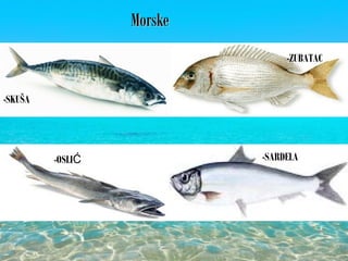 MorskeMorske
-SKUŠA
-ZUBATAC
-SARDELA-OSLIĆ
 