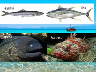 -TUNA-HARINGA
-MURINA -ŠKRAPINA
 
