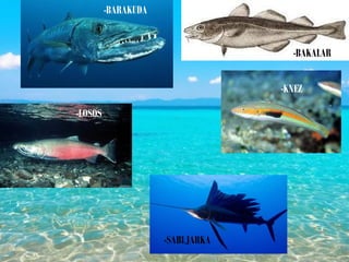 -BARAKUDA
-BAKALAR
-LOSOS
-KNEZ
-SABLJARKA
 