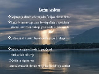 Kožni sistem
Najbrojnije žlezde kože su jedno elijske sluzne žlezdeć
Lu eč feromone-supstance koje ispuštaju u spoljašnju
sredinu i izazivaju reakciju jedinki iste ili druge vrste
Jedne su od najizrazitije obojenih grupa životinja
Njihova obojenost može da poti e od:č
1.simbiotskih bakterija
2. elija sa pigmentomć
3.transformisanih sluznih elija koje reflektuju svetlostć
 
