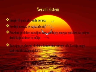 Nervni sistem
Imaju 10 pari glavenih nerava
Srednji mozak je najizraženiji
Posebno je dobro razvijen krov srednjeg mozga zadužen za prijem
draži koje dolaze iz o ijuč
Razvijen je glaveni skelet u kome ima mnogo više kostiju nego
kod ostalih ki menjakač
 