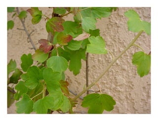 Ribes aureum   photo show