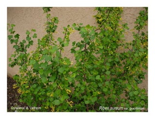 Ribes aureum   photo show