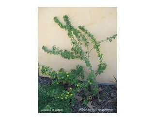 Ribes aureum   photo show