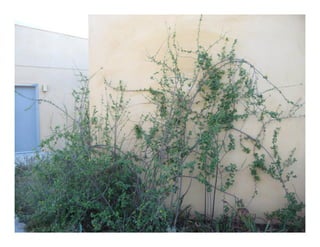 Ribes aureum   photo show