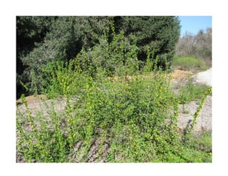 Ribes aureum   photo show