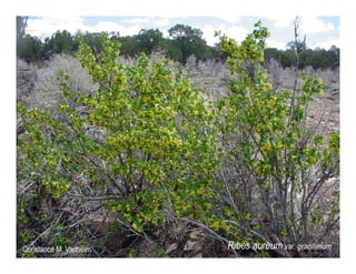 Ribes aureum   photo show