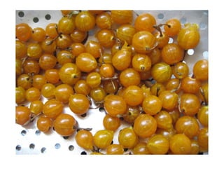 Ribes aureum   photo show