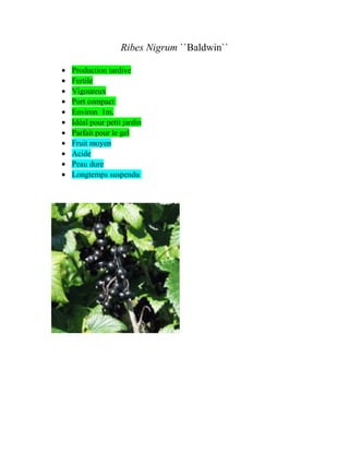 Ribes Nigrum ``Baldwin``
• Production tardive
• Fertile
• Vigoureux
• Port compact
• Environ 1m.
• Idéal pour petit jardin
• Parfait pour le gel
• Fruit moyen
• Acide
• Peau dure
• Longtemps suspendu
 