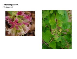 Ribes sanguineum
Pink currant

 