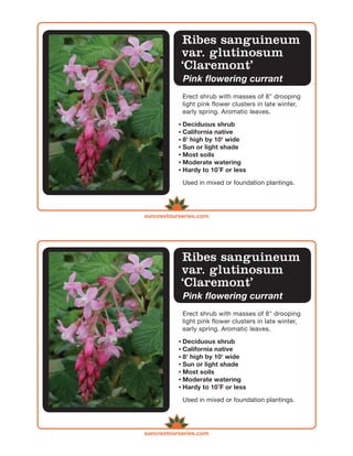 Ribes sanguineum
            var. glutinosum
            ‘Claremont’
            Pink flowering currant
            Erect shrub with masses of 8" drooping
            light pink flower clusters in late winter,
            early spring. Aromatic leaves.

            Deciduous shrub
            California native
            8' high by 10' wide
            Sun or light shade
            Most soils
            Moderate watering
            Hardy to 10 ̊F or less

            Used in mixed or foundation plantings.




suncrestnurseries.com




            Ribes sanguineum
            var. glutinosum
            ‘Claremont’
            Pink flowering currant
            Erect shrub with masses of 8" drooping
            light pink flower clusters in late winter,
            early spring. Aromatic leaves.

            Deciduous shrub
            California native
            8' high by 10' wide
            Sun or light shade
            Most soils
            Moderate watering
            Hardy to 10 ̊F or less

            Used in mixed or foundation plantings.




suncrestnurseries.com
 