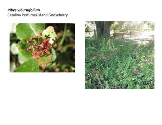 Ribes viburnifolium
Catalina Perfume/Island Gooseberry

 