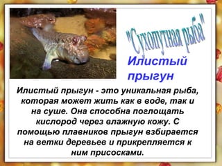 Илистый прыгун - это уникальная рыба, которая может жить как в воде, так и на суше. Она способна поглощать кислород через влажную кожу. С помощью плавников прыгун взбирается на ветки деревьев и прикрепляется к ним присосками. Илистый прыгун "Сухопутная рыба" 