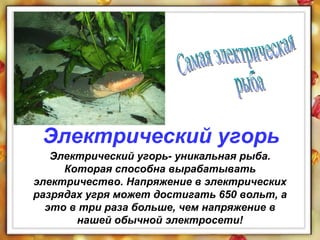 Электрический угорь- уникальная рыба. Которая способна вырабатывать электричество. Напряжение в электрических разрядах угря может достигать 650 вольт, а это в три раза больше, чем напряжение в нашей обычной электросети! Электрический угорь Самая электрическая  рыба 
