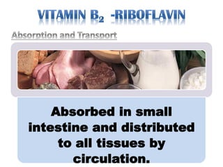 Absorbed in small
intestine and distributed
to all tissues by
circulation.
 