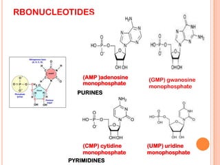 RBONUCLEOTIDES
(AMP )adenosine
monophosphate
(GMP) gwanosine
monophosphate
PURINES
(CMP) cytidine
monophosphate
(UMP) uridine
monophosphate
PYRIMIDINES
 