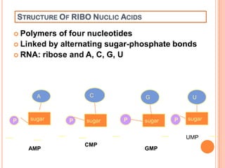 13
STRUCTURE OF RIBO NUCLIC ACIDS
 Polymers of four nucleotides
 Linked by alternating sugar-phosphate bonds
 RNA: ribose and A, C, G, U
P sugar
A
P sugar
G
P sugar
C
P sugar
U
AMP
CMP
GMP
UMP
 