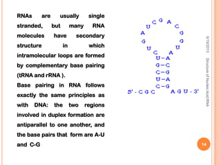 RNAs are usually single
stranded, but many RNA
molecules have secondary
structure in which
intramolecular loops are formed
by complementary base pairing
(tRNA and rRNA ).
Base pairing in RNA follows
exactly the same principles as
with DNA: the two regions
involved in duplex formation are
antiparallel to one another, and
the base pairs that form are A-U
and C-G
6/19/2013StructureofNucleicAcid:RNA
14
 