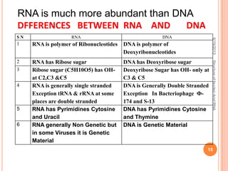 RNA is much more abundant than DNA
DFFERENCES BETWEEN RNA AND DNA
S N RNA DNA
1 RNA is polymer of Ribonucleotides DNA is polymer of
Deoxyribonucleotides
2 RNA has Ribose sugar DNA has Deoxyribose sugar
3 Ribose sugar (C5H10O5) has OH-
at C2,C3 &C5
Deoxyribose Sugar has OH- only at
C3 & C5
4 RNA is generally single stranded
Exception tRNA & rRNA at some
places are double stranded
DNA is Generally Double Stranded
Exception In Bacteriophage Ф-
174 and S-13
5 RNA has Pyrimidines Cytosine
and Uracil
DNA has Pyrimidines Cytosine
and Thymine
6 RNA generally Non Genetic but
in some Viruses it is Genetic
Material
DNA is Genetic Material
6/19/2013StructureofNucleicAcid:RNA
15
 