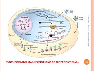 6/19/2013
20
StructureofNucleicAcid:RNA
SYNTHESIS AND MAIN FUNCTIONS OF DIFFERENT RNAs
 