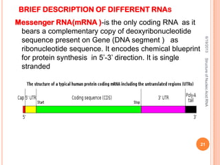BRIEF DESCRIPTION OF DIFFERENT RNAS
Messenger RNA(mRNA )-is the only coding RNA as it
bears a complementary copy of deoxyribonucleotide
sequence present on Gene (DNA segment ) as
ribonucleotide sequence. It encodes chemical blueprint
for protein synthesis in 5’-3’ direction. It is single
stranded
6/19/2013
21
StructureofNucleicAcid:RNA
 
