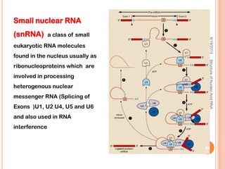 Small nuclear RNA
(snRNA) a class of small
eukaryotic RNA molecules
found in the nucleus usually as
ribonucleoproteins which are
involved in processing
heterogenous nuclear
messenger RNA (Splicing of
Exons )U1, U2 U4, U5 and U6
and also used in RNA
interference
6/19/2013StructureofNucleicAcid:RNA
24
 