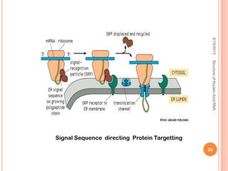 Signal Sequence directing Protein Targetting
6/19/2013StructureofNucleicAcid:RNA
26
 