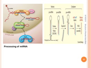 Processing of miRNA
6/19/2013StructureofNucleicAcid:RNA
31
 