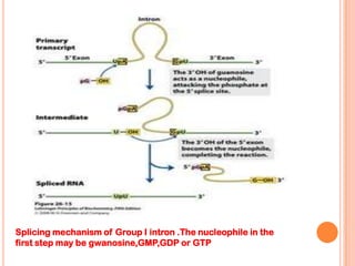 Splicing mechanism of Group I intron .The nucleophile in the
first step may be gwanosine,GMP,GDP or GTP
 