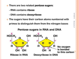  There are two related pentose sugars:
- RNA contains ribose
- DNA contains deoxyribose
 The sugars have their carbon atoms numbered with
primes to distinguish them from the nitrogen bases
6/19/2013
5
StructureofNucleicAcid:RNA
 