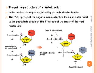  The primary structure of a nucleic acid
 is the nucleotide sequence joined by phosphodiester bonds
 The 3’-OH group of the sugar in one nucleotide forms an ester bond
to the phosphate group on the 5’-carbon of the sugar of the next
nucleotide
6/19/2013
7
StructureofNucleicAcid:RNA
 