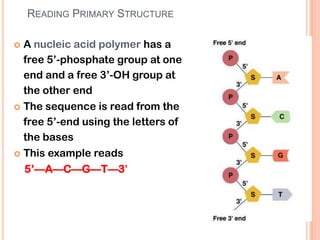 READING PRIMARY STRUCTURE
 A nucleic acid polymer has a
free 5’-phosphate group at one
end and a free 3’-OH group at
the other end
 The sequence is read from the
free 5’-end using the letters of
the bases
 This example reads
5’—A—C—G—T—3’
6/19/2013
8
StructureofNucleicAcid:RNA
 