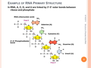 EXAMPLE OF RNA PRIMARY STRUCTURE
In RNA, A, C, G, and U are linked by 3’-5’ ester bonds between
ribose and phosphate
6/19/2013
9
StructureofNucleicAcid:RNA
 