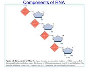 Ribonucleic acids molecular structures and functions.pptx
