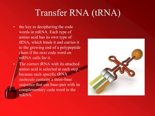 Transfer RNA (tRNA)
• the key to deciphering the code
words in mRNA. Each type of
amino acid has its own type of
tRNA, which binds it and carries it
to the growing end of a polypeptide
chain if the next code word on
mRNA calls for it.
• The correct tRNA with its attached
amino acid is selected at each step
because each specific tRNA
molecule contains a three-base
sequence that can base-pair with its
complementary code word in the
mRNA.
 