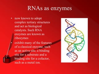 RNAs as enzymes
• now known to adopt
complex tertiary structures
and act as biological
catalysts. Such RNA
enzymes are known as
ribozymes
• exhibit many of the features
of a classical enzyme, such
as an active site, a binding
site for a substrate and a
binding site for a cofactor,
such as a metal ion.
 