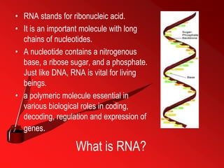 What is RNA?
• RNA stands for ribonucleic acid.
• It is an important molecule with long
chains of nucleotides.
• A nucleotide contains a nitrogenous
base, a ribose sugar, and a phosphate.
Just like DNA, RNA is vital for living
beings.
• a polymeric molecule essential in
various biological roles in coding,
decoding, regulation and expression of
genes.
 