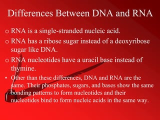 Differences Between DNA and RNA
o RNA is a single-stranded nucleic acid.
o RNA has a ribose sugar instead of a deoxyribose
sugar like DNA.
o RNA nucleotides have a uracil base instead of
thymine.
• Other than these differences, DNA and RNA are the
same. Their phosphates, sugars, and bases show the same
bonding patterns to form nucleotides and their
nucleotides bind to form nucleic acids in the same way.
 