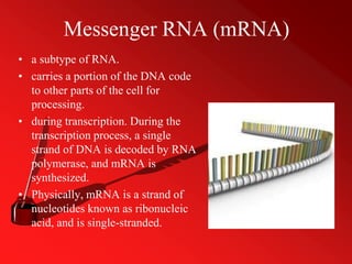 Messenger RNA (mRNA)
• a subtype of RNA.
• carries a portion of the DNA code
to other parts of the cell for
processing.
• during transcription. During the
transcription process, a single
strand of DNA is decoded by RNA
polymerase, and mRNA is
synthesized.
• Physically, mRNA is a strand of
nucleotides known as ribonucleic
acid, and is single-stranded.
 