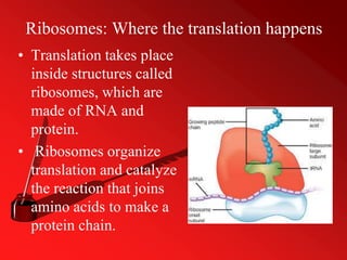 Ribosomes: Where the translation happens
• Translation takes place
inside structures called
ribosomes, which are
made of RNA and
protein.
• Ribosomes organize
translation and catalyze
the reaction that joins
amino acids to make a
protein chain.
 