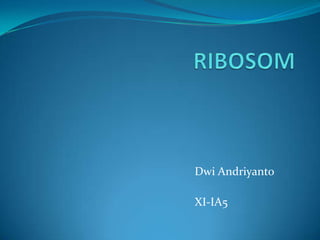 RIBOSOM DwiAndriyanto XI-IA5 