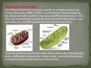 Ribosomas mitocondriales
Las mitocondrias tienen su propio aparato de síntesis proteica que
incluye ribosomas, ANRt y ARNm. Los ribosomas mitocondriales de
las células animales contienen dos tipos de ARN ribosómicos, el 12S y
16S, que se transcriben a partir de genes del ADN mitocondrial, y son
transcritos por una ARN polimerasa mitocondrial específica.




Todas las proteínas que forman parte de los ribosomas mitocondriales
están codificadas por genes del núcleo celular, que son traducidos en
el citosol y transportados hasta las mitocondrias.
 