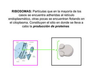 RIBOSOMAS: Partículas que en la mayoría de los
casos se encuentra adheridas al retículo
endoplasmático, otras pocas se encuentran flotando en
el citoplasma. Constituyen el sitio en donde se lleva a
cabo la producción de proteínas.
Ribosoma
 