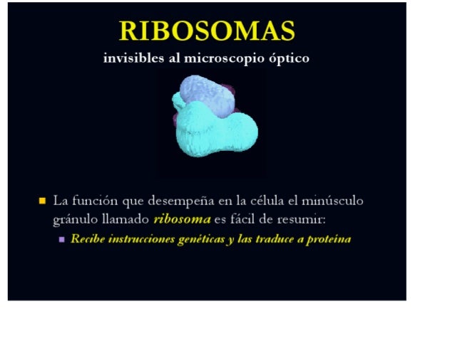 Ribosomas :)