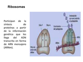 Ribosomas | PPTX
