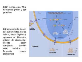 Ribosomas | PPTX